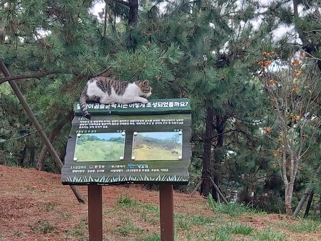 곰솔과 고양이1