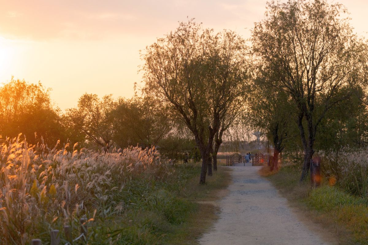 삼락생태공원일몰3