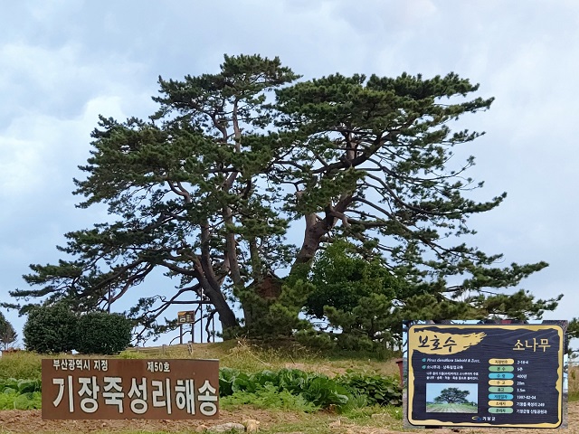 해송2