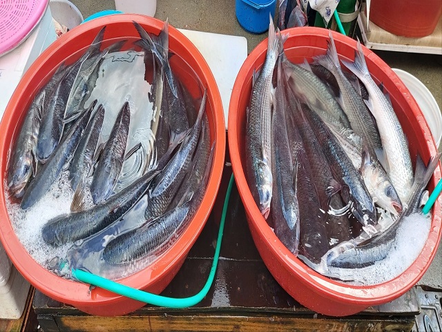 펄떡펄떡숭어000