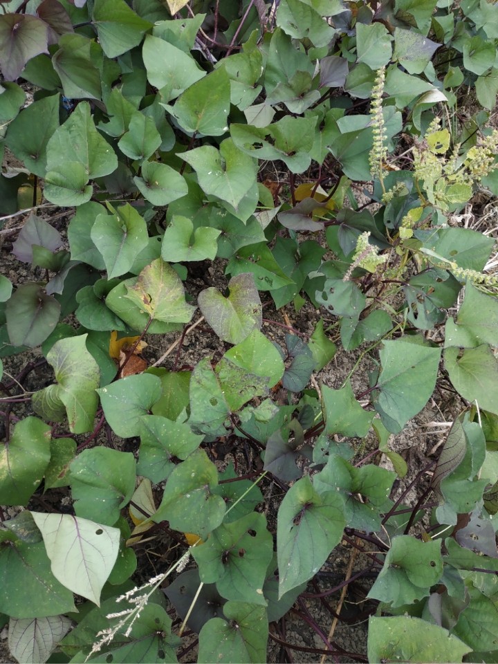 KakaoTalk_20201027_185022072