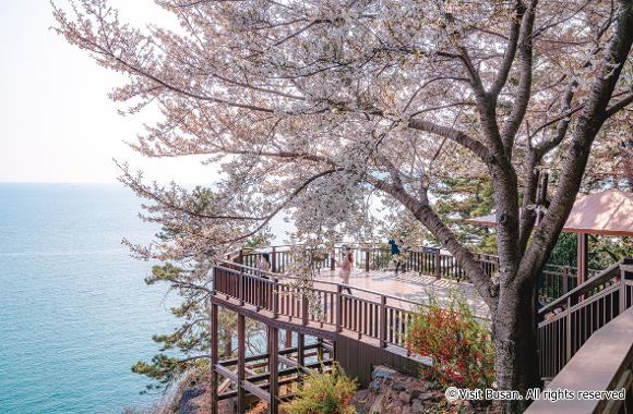 Your guide to Busan’s spring blossoms