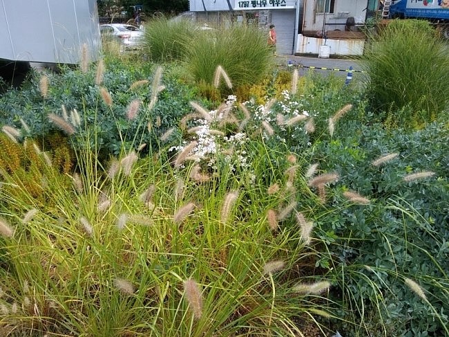 수안커피 주변 강아지풀 사진