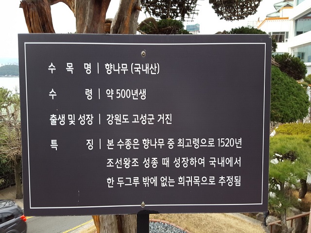 향나무 안내판