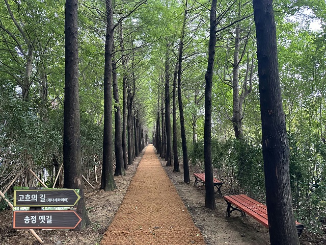 메타셐콰이어길(표지)