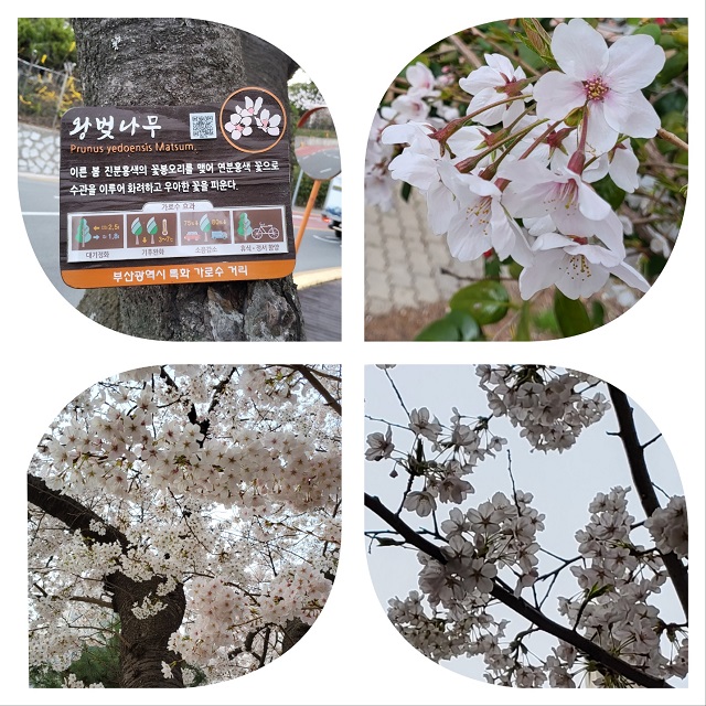 왕벚나무(상세)