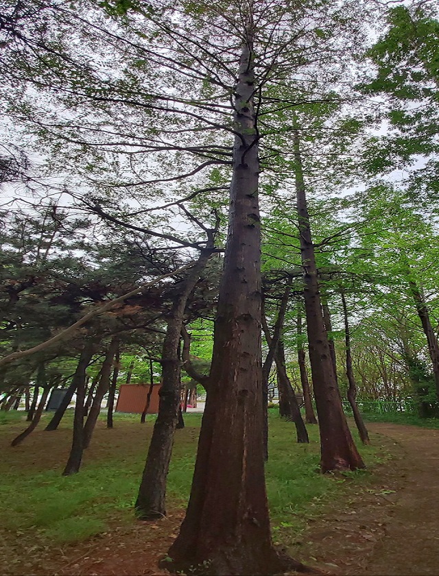 메타세콰이어02