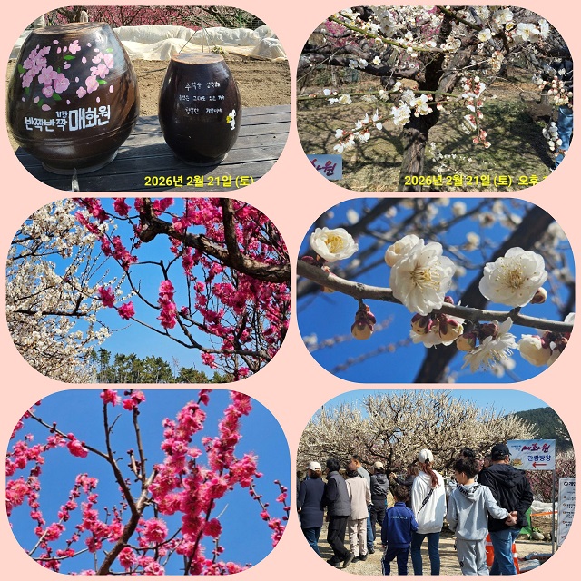 매화원 총괄(26)