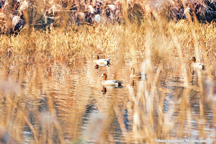 8-1cw15 삼락생태공원A-철새-권성훈