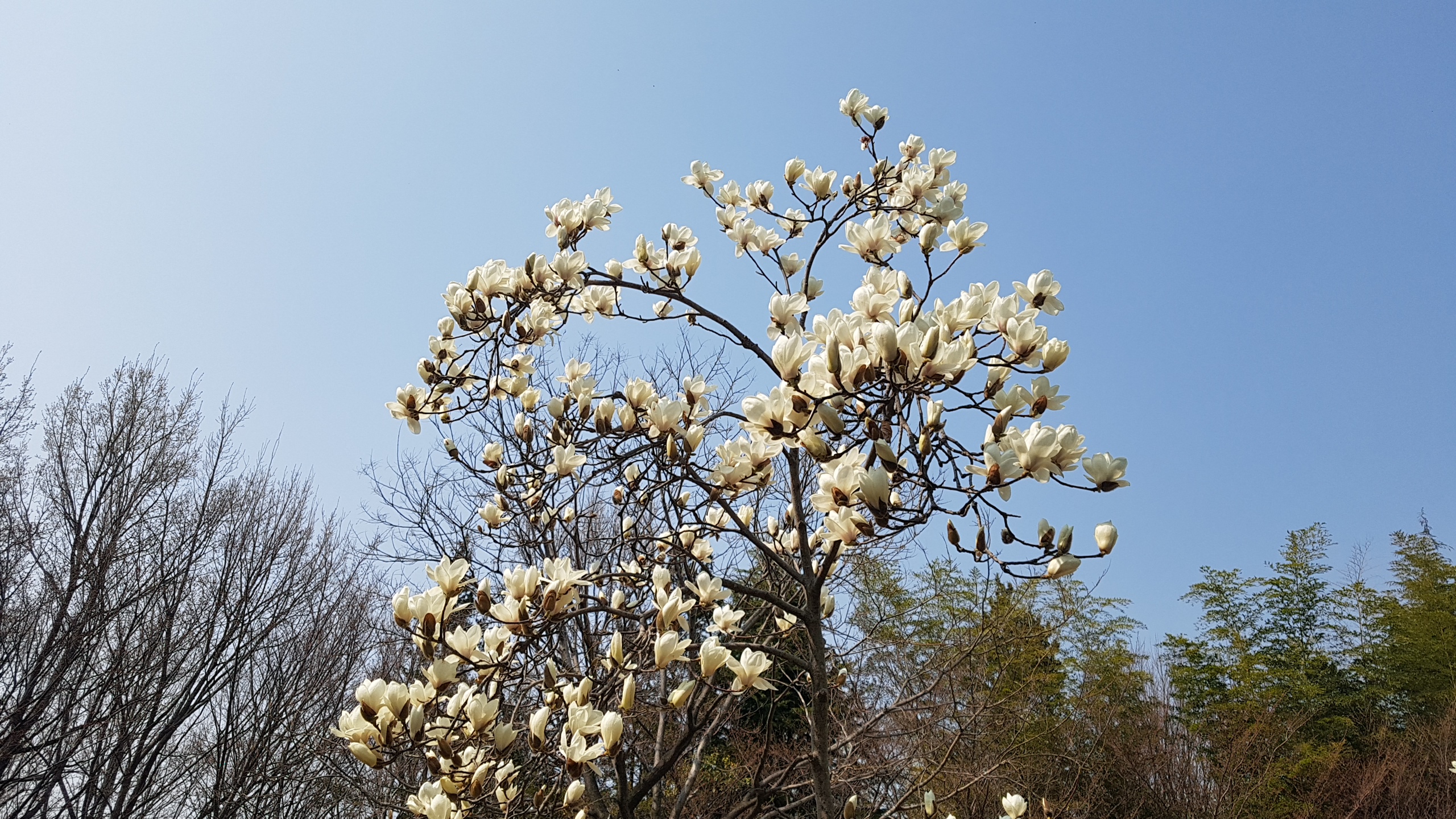 목련꽃사진