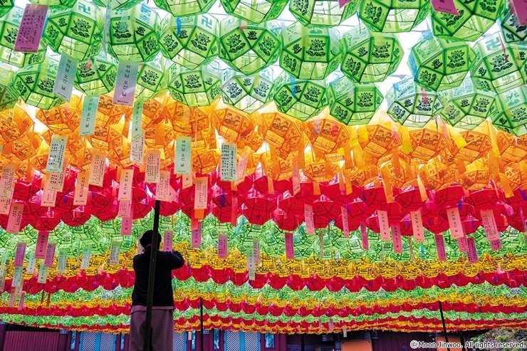 Lotus lanterns illuminate city streets