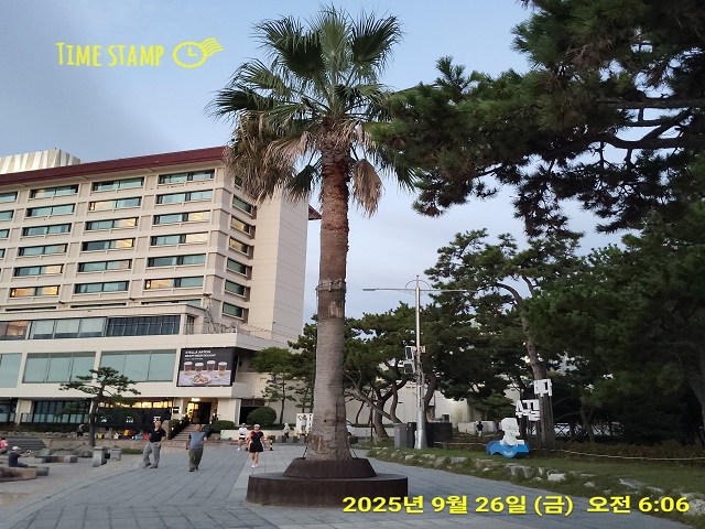 야자수