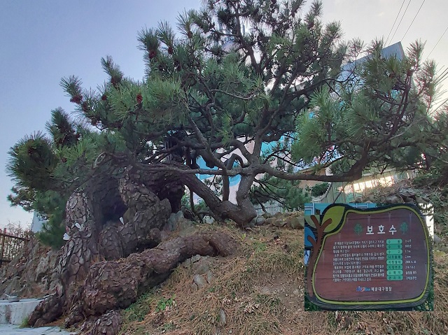 곰솔(해송)표지1