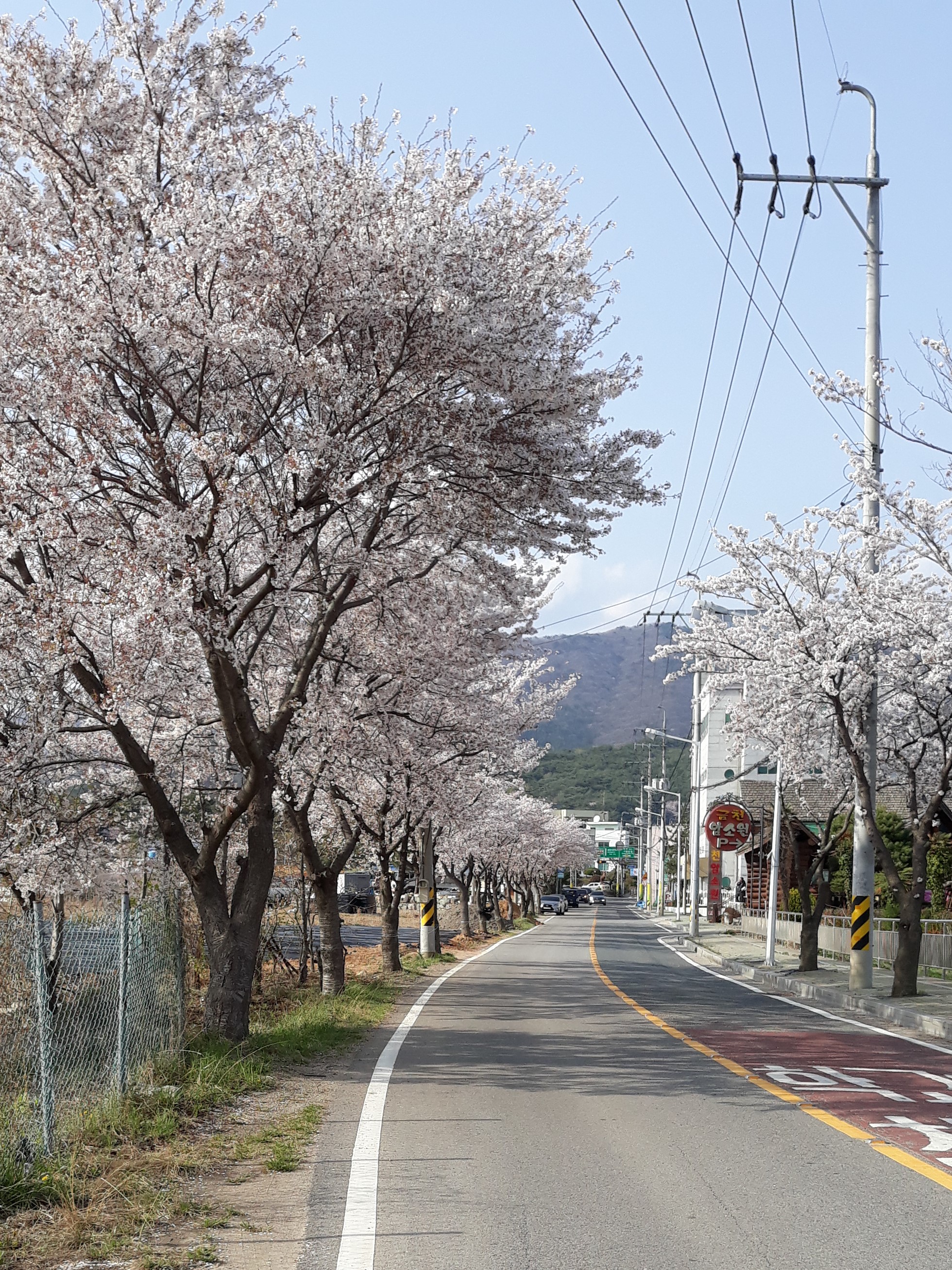 벚꽃 길
