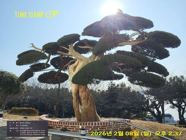 500년 향나무(표지)00