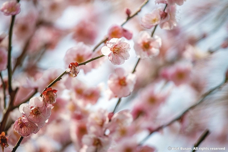 The top places to see plum blossoms in Busan