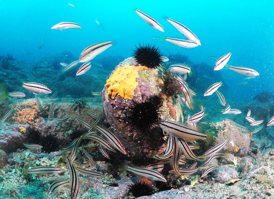 24∼25면-용치놀래기