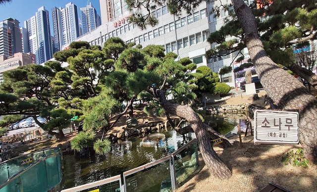 누워있는 곰솔(해송)