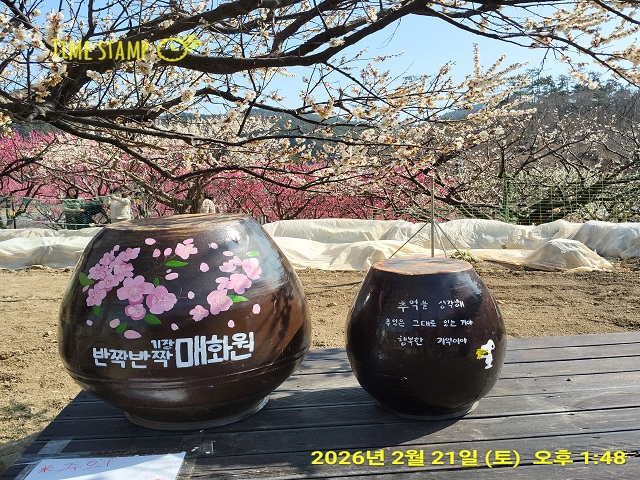 매화원 항아리