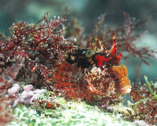 24∼25면-미역치