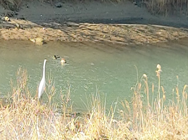 두루미와 청둥오리