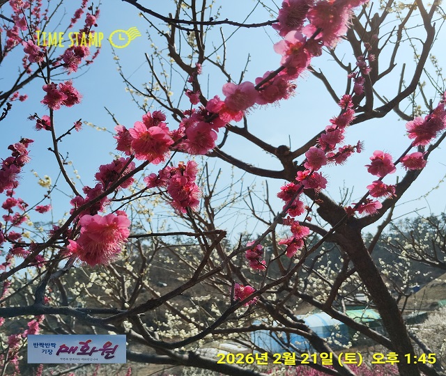 홍매화02