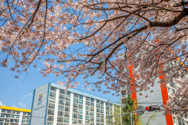 남천동벚꽃거리_2