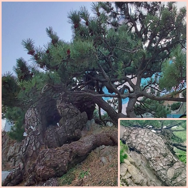 표지(누워있는 나무)