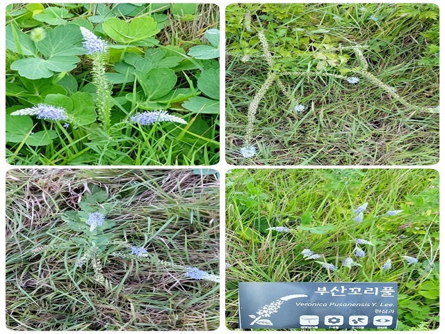 부산꼬리풀1