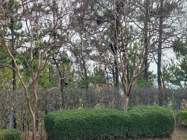 배롱나무 까마귀