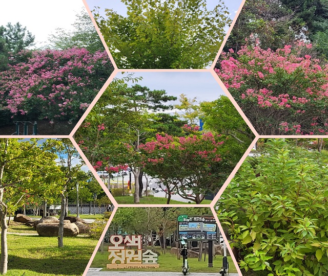 백일홍 오색숲