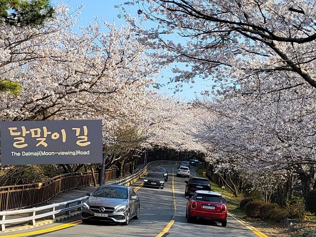 벚꽃터널00(표지)