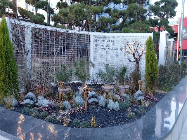 천연기념물 곰솔