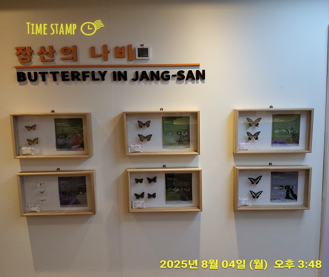 장산의 나비