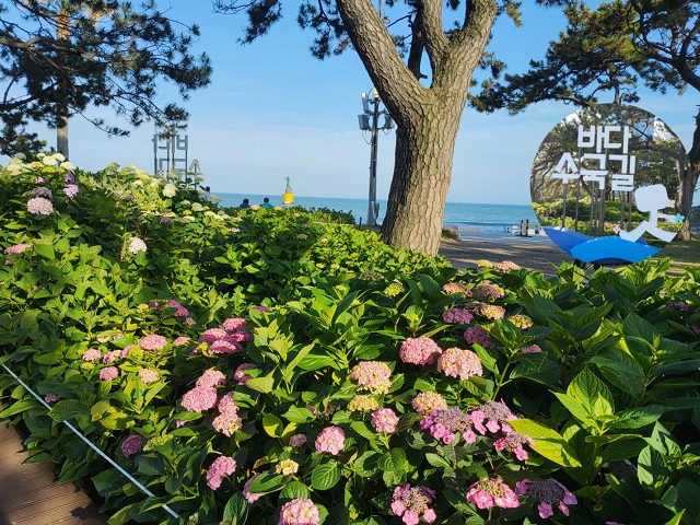 바다수국표지 0