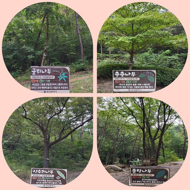 흥미로운 나무명칭1