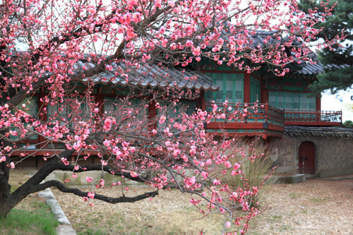 창덕궁 [Changdeokgung Palace Complex] 이미지2
