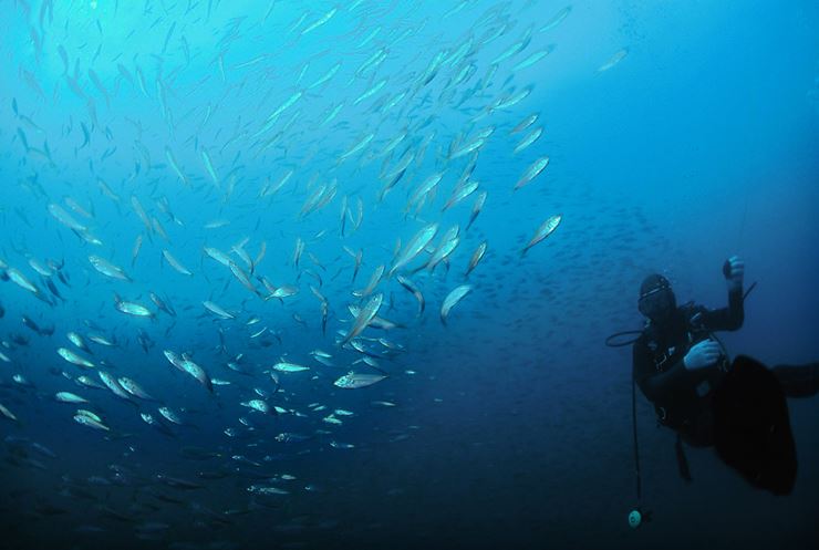 엄마 품처럼 포근한 부산 바다…물고기들 살기 좋은 ‘보금자리’ 기사 이미지