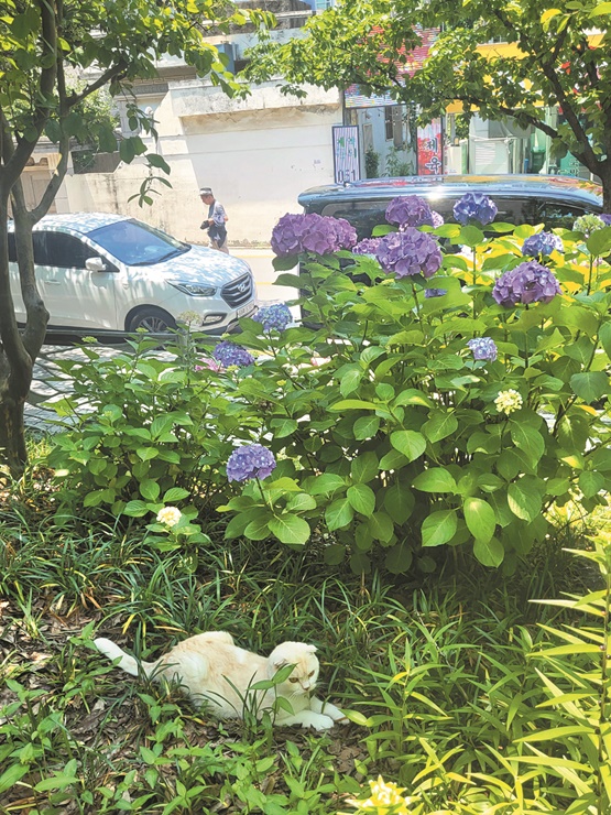 부산시청 후문 산책로, 고양이와 수국 기사 이미지