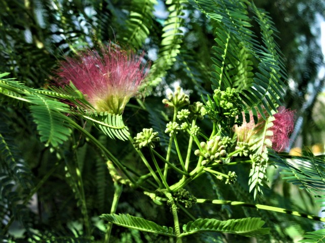 자귀나무 꽃과 백일홍...여름 끝자락 몸부림 기사 이미지
