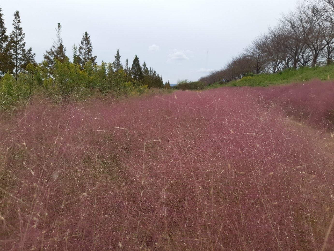 가을 정취 풍기는 대저생태공원 핑크뮬리 기사 이미지
