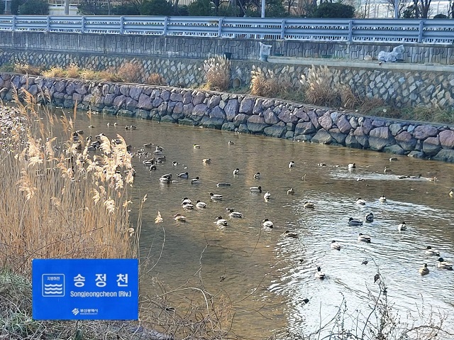 동부산 겨울철새들의 보금자리 송정천 기사 이미지