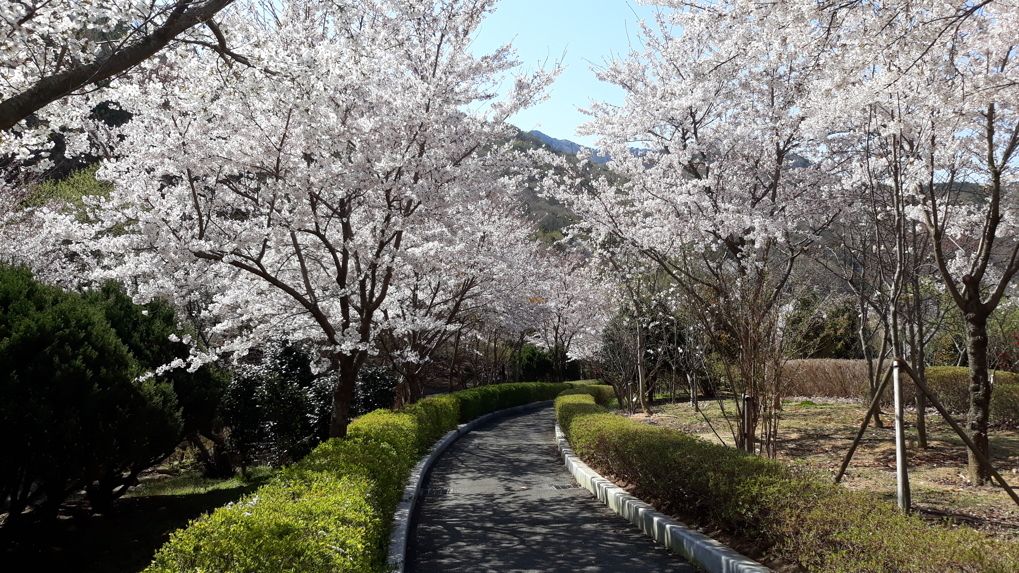 수목원에 핀 벚꽃모습 사진1