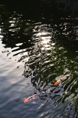 충렬사 아름다운 연못(의중지) 잉어 