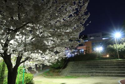야심한봄밤 사진1