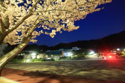 야심한봄밤 사진4