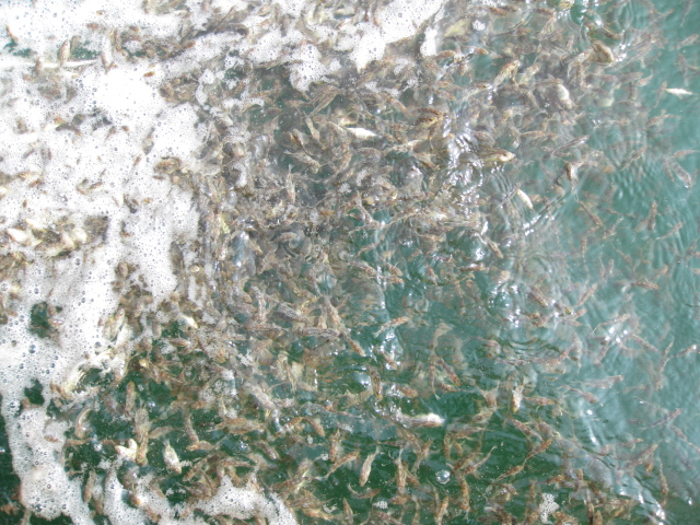 바다를 처음 만나는 어린 조피볼락의 활기찬 유영(2014.6.19. 사하, 기장해역)썸네일