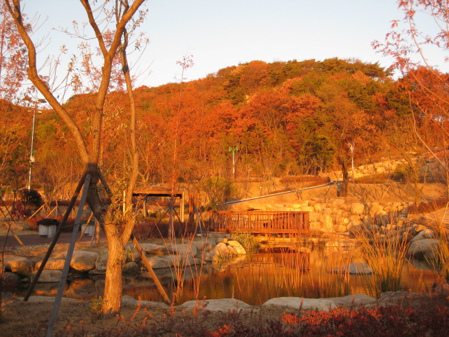 생태연못에 내려 앉은 석양 사진1