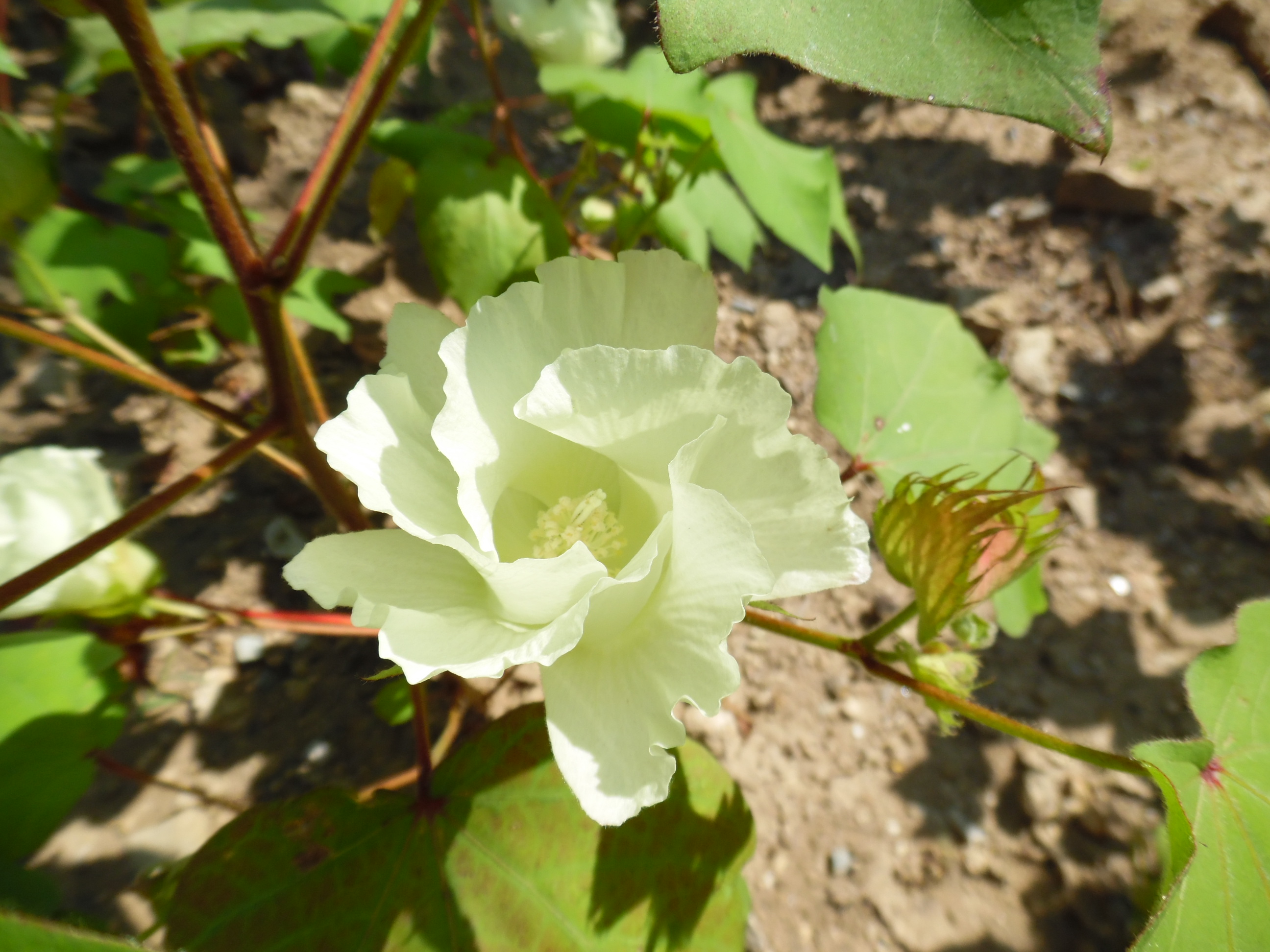 목화(Gossypium indicum Lam.) 사진1