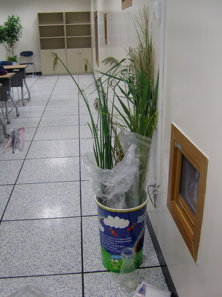 20070915 식물관찰 4썸네일